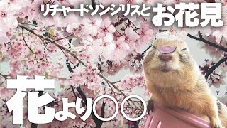 【リチャードソンジリス】リスとお花見したいがそれどころじゃない #83