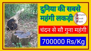 African BlackWood Full Detail in Hindi || दुनिया की सबसे महंगी लकड़ी || Simple Hindi Fact ||