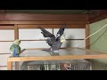 コザクラインコ 雛 vsオカメインコ 老鳥