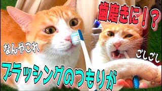 歯ブラシで猫をブラッシングしようとしたらただの歯磨きになってしまった