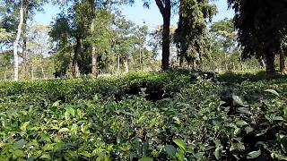 Hantapara (Duncan) Tea Garden, Madarihat (Jalpaiguri)