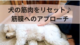 【犬の筋肉をリセットする】筋膜へのアプローチ - Loosen Your Dog's Tight Muscles Through Fascia