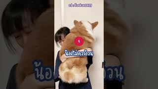 5 ข้อควรรู้ก่อนเลี้ยงคอร์กี้ 🐶 Ep. 2 #woofyandco #dogfriendly#corgi #corgipuppy#คอร์กี้ #หมา