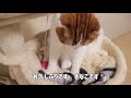 ふみふみが止まらない猫【スコティッシュフォールド】