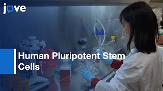 Human Pluripotent Stem Cells Differentiation by treating with DMSO | Protocol Preview