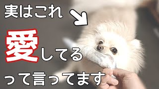 愛犬に愛されてる？愛情深い犬の特徴【犬の仕草】