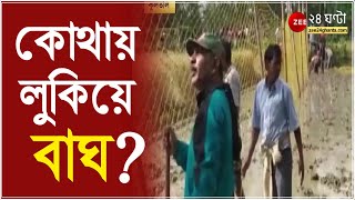 জমির মধ্যে লুকিয়ে বাঘ! দেখা যাচ্ছে পায়ের ছাপও - গ্রামবাসীদের মধ্যে ছড়াল আতঙ্ক | Kultuli | Tiger