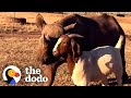 Tiny Rhino Jumps For Joy When She Meets Her First Friend | The Dodo Odd Couples