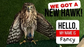 Meet Fancy the Cooper’s Hawk! Subscribe and follow along on her journey as a falconry bird!