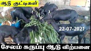 சேலம் கருப்பு ஆடு விற்பனை | ஆடு வளர்ப்பு | நாட்டு ஆடு | salem black goats | Goat Farm | Black sheep