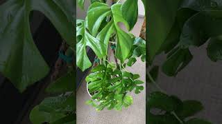 #ヒメモンステラ #rhaphidophoratetrasperma#水やり#水やり動画#watering #wateringplants#green#観葉植物