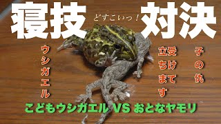 衝撃映像❗️こどもウシガエル VS おとなヤモリ⚠️視聴注意⚠️