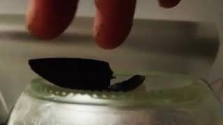 Scarab beetle wing levitation anti gravity demonstration