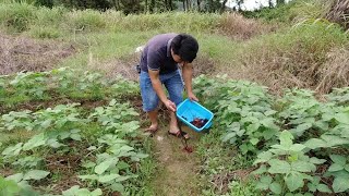 85岁老奶奶果然没骗我，龙虾塘决堤2000只虾逃跑，菜地里真的好多8