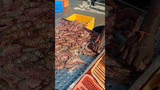 Tiger prawns// short// royyalu//high cost prawns//antarvedi fish market