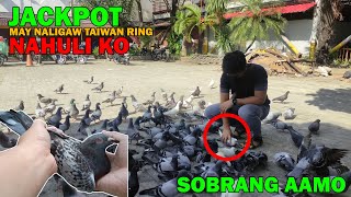 SOBRANG DAMING KALAPATI PANAY HIGH BREED MAY NALIGAW TAIWAN RING | BLUE PIGEON