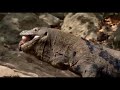 animals fight to death big lizard komodo vs baboon