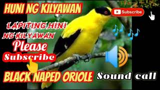 Huni ng kilyawan | black naped oriole sound call | huni ng tulihaw | BUHAY BUKID F \u0026 B