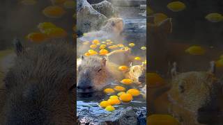 伊豆シャボテン動物公園のカピバラさん露天風呂！ 📲2021/12/24  Capybara in an open-air bath in Izu Shaboten Zoo #shorts