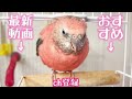 デグー 床材に良い物探しました！コーンサンドと洗って使えるペットシーツをレビュー　degu イヌラボ 水槽ケージ