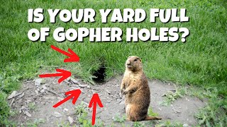 Is Your Yard Full of Gopher Holes?
