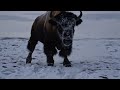 american bison covered in millions of barnacles u0026 parasites bee saved by heroicrescue team rescue.