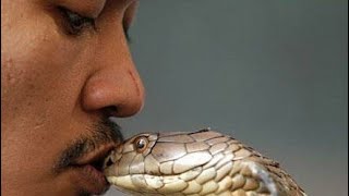 King Cobra Attack: Top 8 Snake Bite Caught on Camera of all time| Cobra Charmer