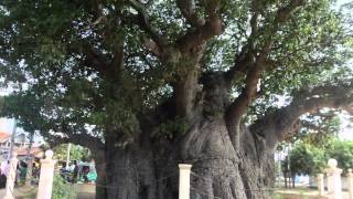 0126 - Biobab Tree - mannarama - Sri lanka - මන්නාරම බයෝ බැබ් ගස