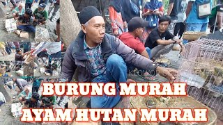 Surga Kicauan Jelajahi Keindahan dan Keragaman Burung di Pasar Tradisional Jawa