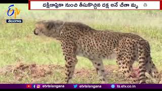 Third Cheetah Dies At Kuno National Park In Madhya Pradesh | కునో జాతీయ పార్కులో మరో చీతా మృతి