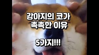 강아지 코가 촉촉한 이유 5가지