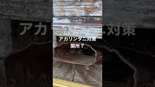 日本蜜蜂の飼育でアカリンダニ予防対策はメントールが良いみたいダニは銅イオンに弱いと言う事で守門の床面を銅メッシュ、アーチ部を銅板とした。メッシュを通過する時に少しでもダニを巣内部に持ち込まないかも？