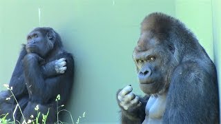 シャバーニ家族 296 Shabani family gorilla