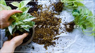 【植物と暮らす】ポトスの植え替え/vlog#25