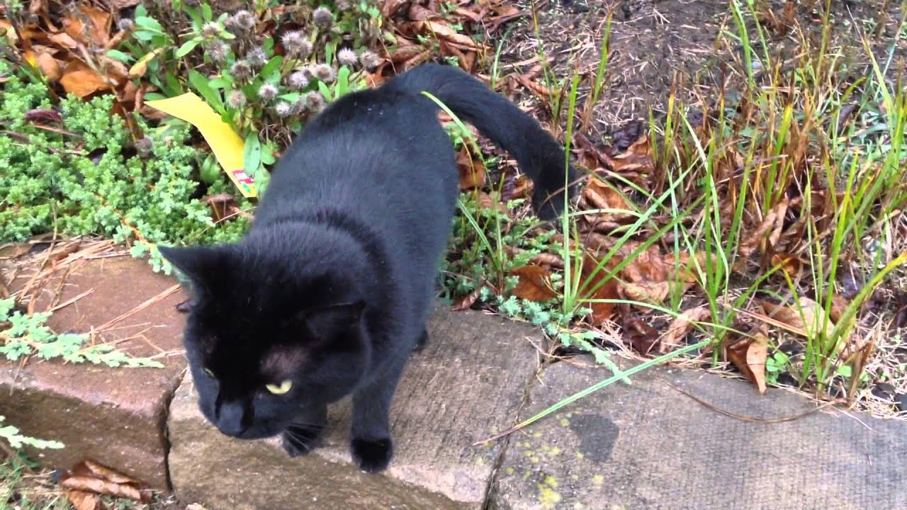 A Very Talkative Friendly Black Cat Youtube