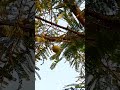 medicinal amla harvesting in home garden