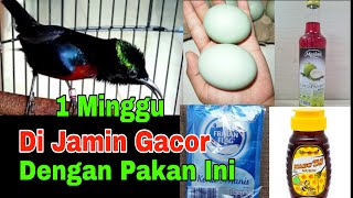 Cara Meracik pakan Konin agar cepat Gacor