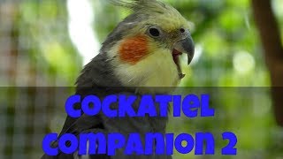 Cockatiel Companion 2 (60 minutes of Cockatiel Sounds for your Pet Cockatiel) #CockatielCompanion