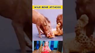 Urban Wildlife Encounter: Wild Boar Attacks Leopard on Kodaikanal Road | animal | animals