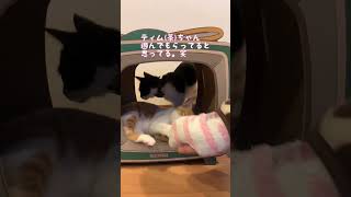 初ブラッシングの子猫達 #猫 #cat #shorts #猫のいる暮らし