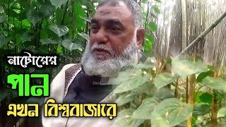 নাটোরের পান এখন বিশ্ববাজারে || Natore betel is now in the world market || Travel with nayan