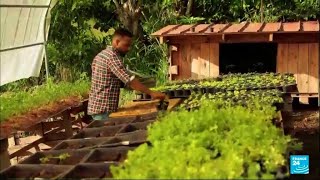 French island of Martinique seeks to reduce reliance on food imports • FRANCE 24 English