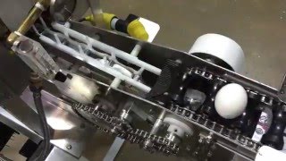 Egg Transfer Setting (Candler to Sanitizer)