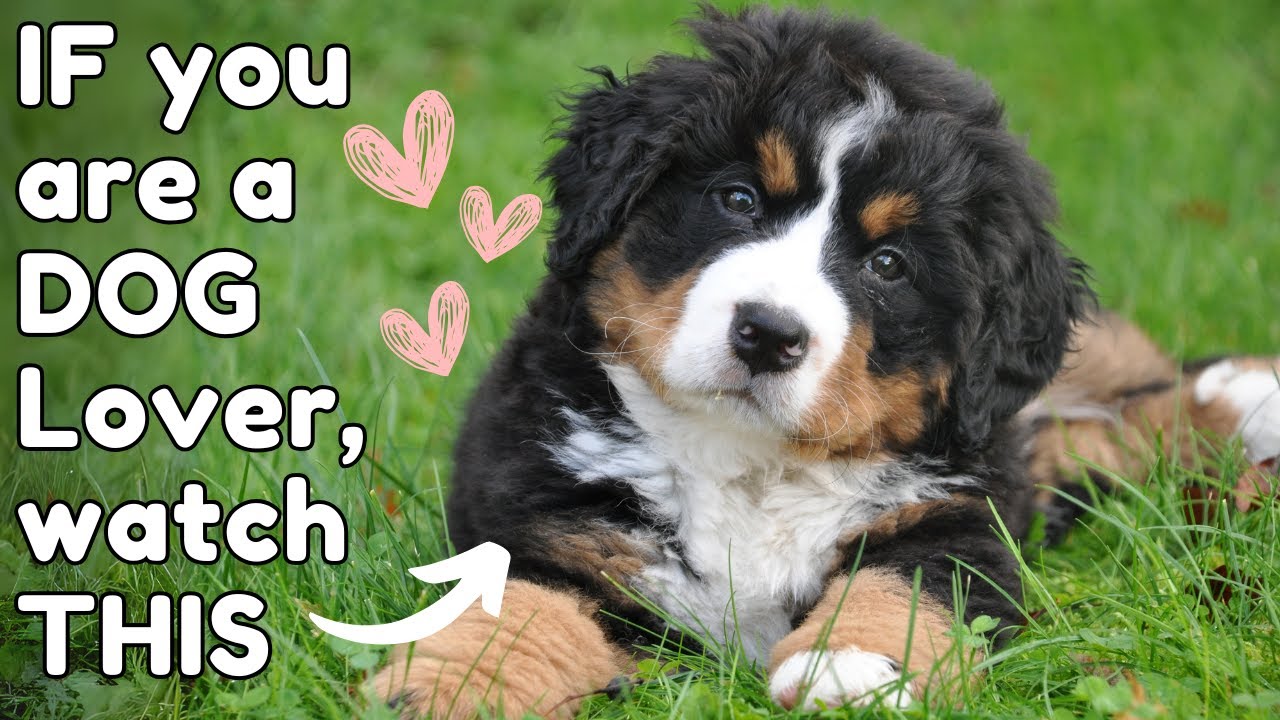 If You Are A Dog Lover Welcome To Our Channel Youtube