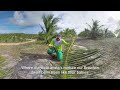 welcome to our coconut farm in bahia brazil