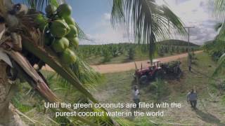 Welcome to our coconut farm in Bahia, Brazil!