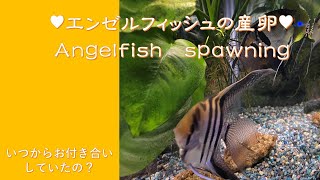 エンゼルフィッシュの産卵4K#1　カップル誕生！　Angelfish spawning 4K#1