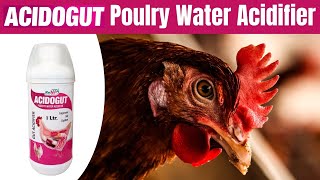 Acdogut - Acidifier For Poultry