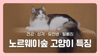 노르웨이숲 고양이 키우기(장단점 비교)