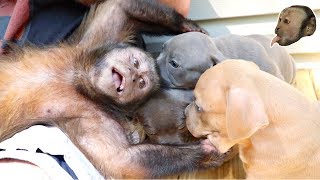 Monkey Meets Cute Pit Bull Puppies!